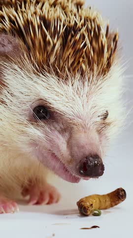 A pet hedgehog eats a mealworm in a bright studio setting with a white background