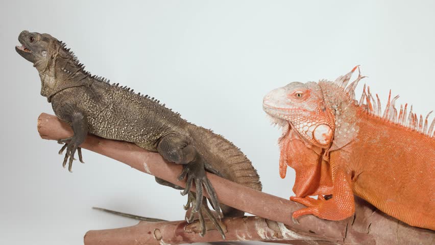 A red iguana and brown lizard rest on a branch against a white background