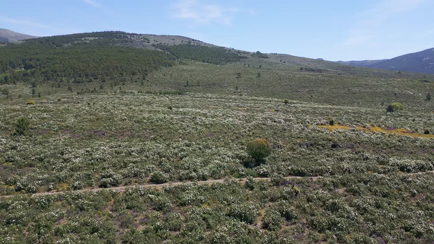 A mountain path surrounded by a multitude of flowers in spring in the centre of the Iberian Peninsula, Madrid.