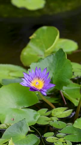 A vibrant purple water lily blooms amidst lush green lily pads in a tranquil pond.