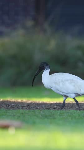 A white ibis with a black head and beak walks across a grassy park area.