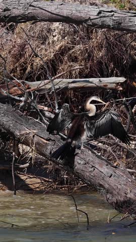 An Australasian darter perches on a fallen tree trunk over water with wings spread wide.