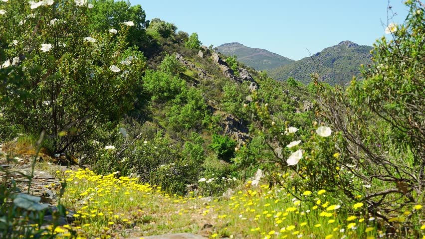 Bloom in spring in the high mountains of central Spain, Somosierra.