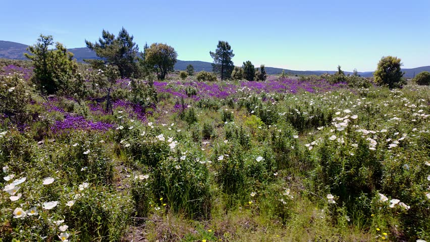 Beautiful image of high mountains with green meadows covered with flowers in spring, Spain.