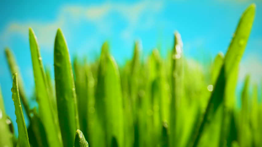 The Camera Moves Through the Stalks of Lush Green Grass. Early Spring, Sunny Day. Blue Sky in the Background. Purity and Beauty of Nature. Sun Breaks Through the Stalks of Fresh Grass