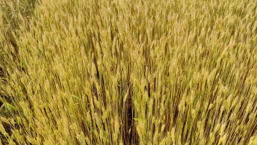 A large harvest of wheat in the summer on the field, a golden field of wheat ears is nearby