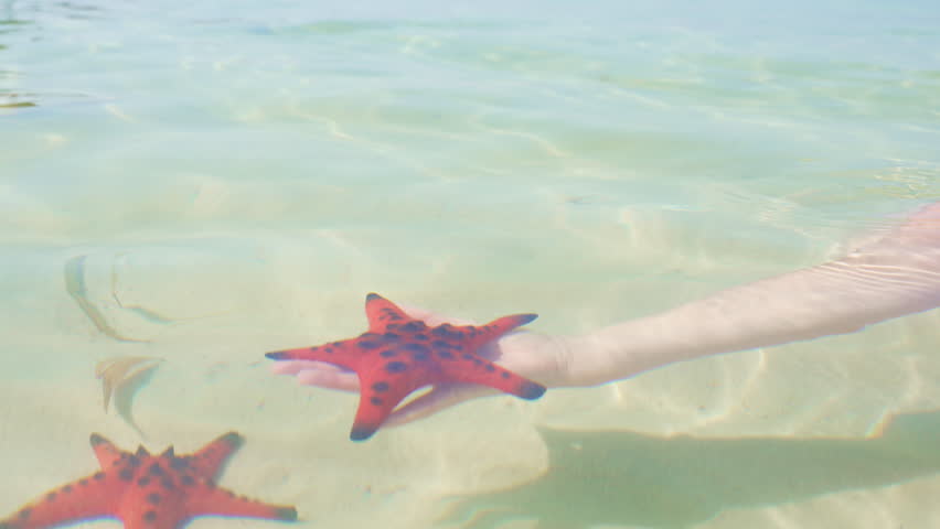 Hand Releasing a Bright Red Starfish in Shallow Tropical Waters. Close-up of a Hand Holding and Releasing a Vibrant Red Starfish in Clear, Shallow Waters Near a Tropical Beach With a Boat in the
