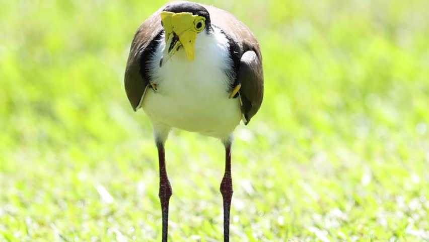 A Masked Lapwing bird stands still and alert in a sunlit green grassy field.
