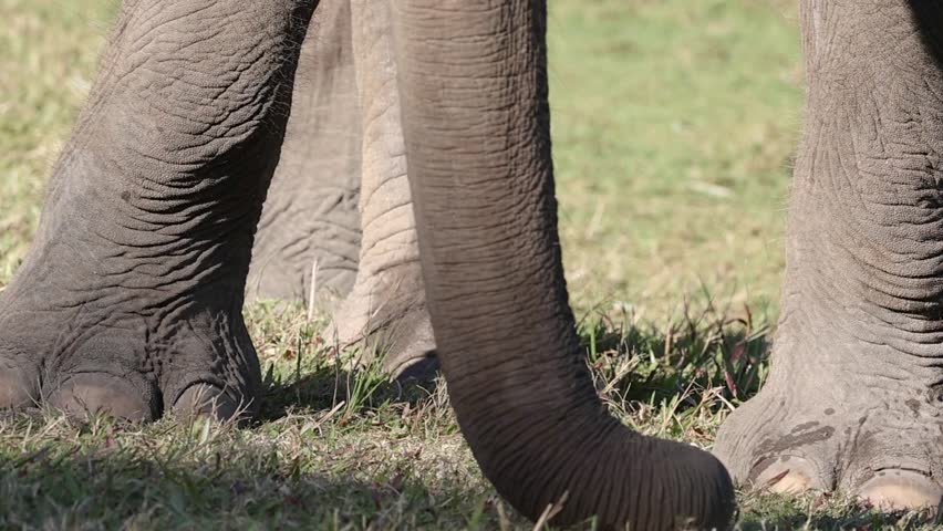 A detailed close-up view of an elephant