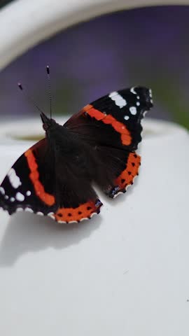 A vibrant Red Admiral butterfly rests with wings open on a white watering can handle.