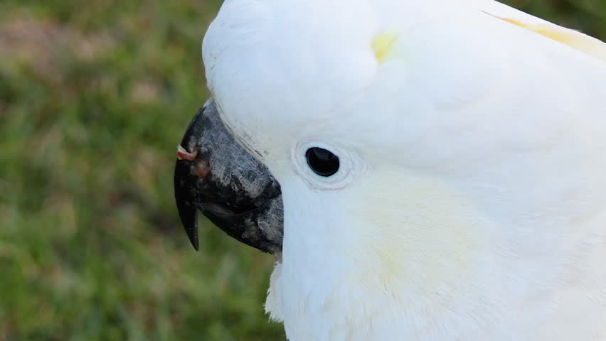 A detailed close-up shot of a white cockatoo moving its head against green grass.