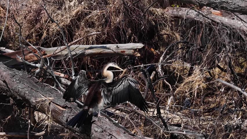 An Australasian darter perches on a fallen tree trunk, spreading its wings to dry.