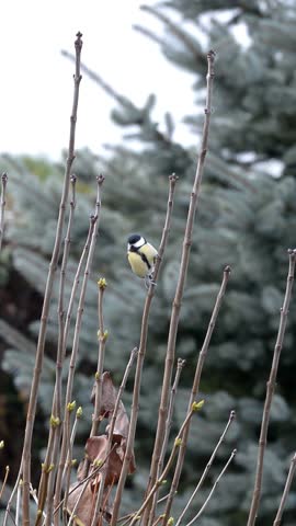 Great tit swinging on a branch
