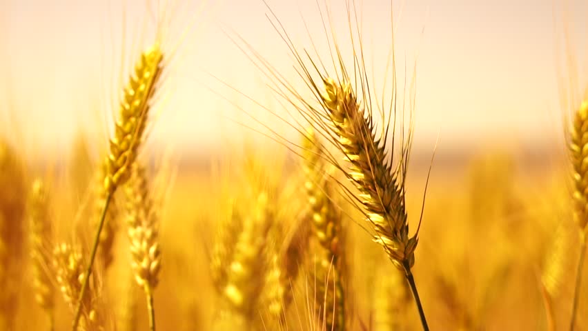 A field of golden wheat with a bright sun in the background
