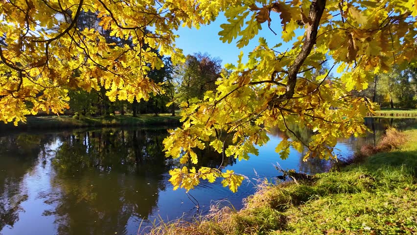 Beautifull autumn park sunny day. Slowmotion