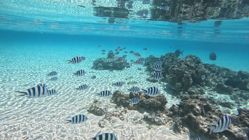 Small school of colorful tropical fish swimming alongside a large fish in shallow tropical lagoon waters near Moorea, French Polynesia. 
