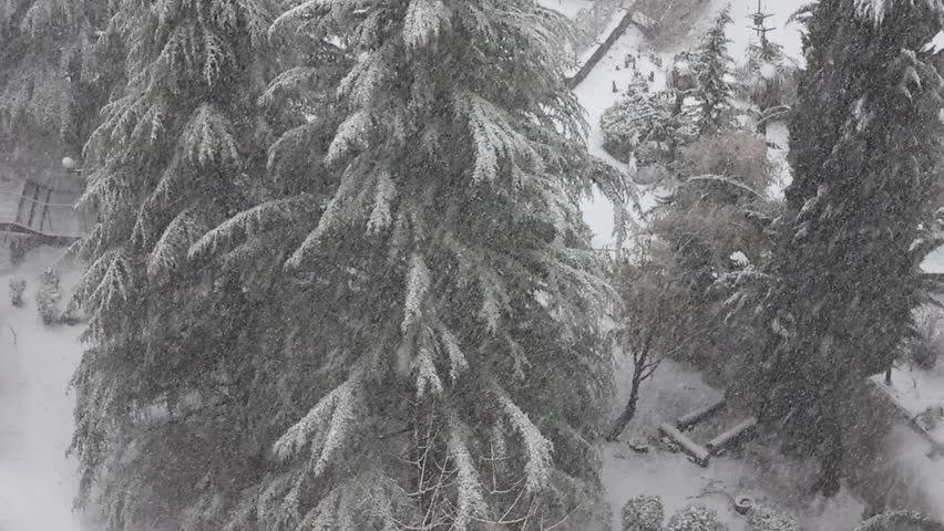Snowfall covers coniferous trees and cars parked in the parking lot. Flakes of snow during a snowfall. Cold weather and snowfall.