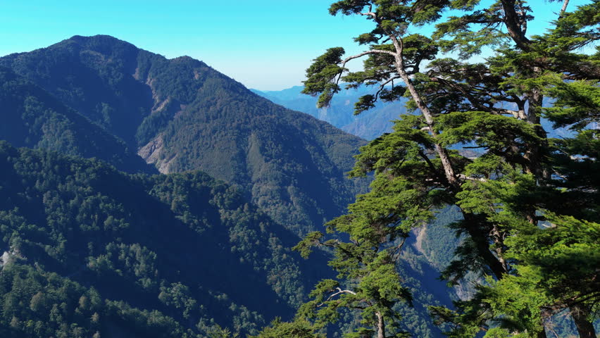 Aerial view of Giant Hemlock Forest in Taiwan