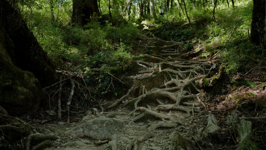 Lush forest path with exposed roots
