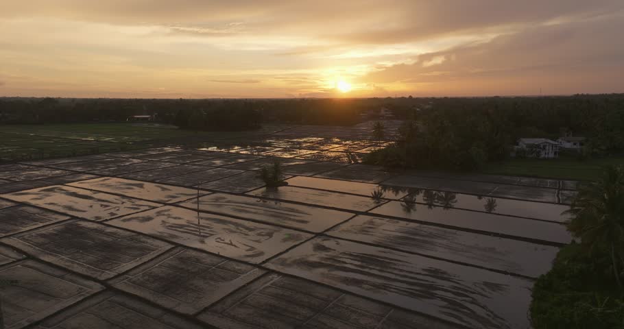 Aerial View of Rice Fields at Sunset Near Tissamaharama Lake, Sri Lanka