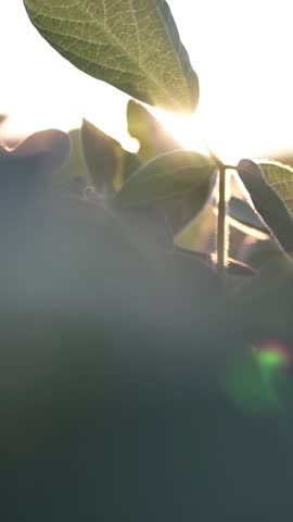 Green leaves of soybeans growing on the field. Soybean growing, vegetables, plants, bio care