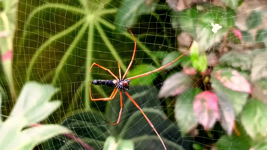 A large spider was weaving its intricate web in a lush green garden
