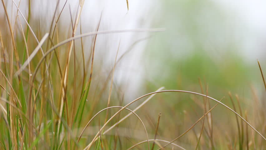 yellow and green grass in the morning