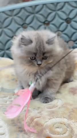 Adorable fluffy grey persian kitten is captured in a moment of active play batting playfully at a dangling pink feather toy with one raised paw while sitting comfortably upon a soft patterned surface indoors.