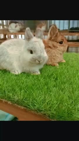 Two small baby rabbits one light gray and one brown sit closely together on vibrant green artificial turf while a person gently holds the light colored one showcasing their soft textures and adorable features near wire cages in the background.