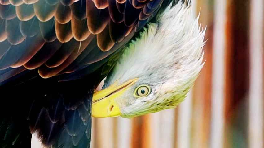 Close-up of a majestic bald eagle, showcasing its sharp eyes, powerful beak, and proud posture, highlighting the beauty and strength of this iconic raptor in its natural environment, perfect for wildlife, nature, and patriotic-themed stock photography.