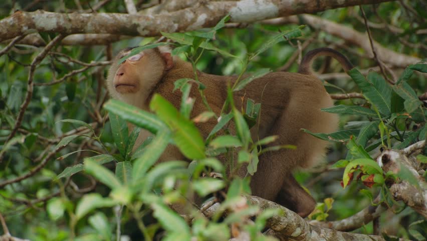 Northern pig tailed macaque resting on a tree branch in its natural habitat. The primate is relaxing in the lush green Cambodian jungle