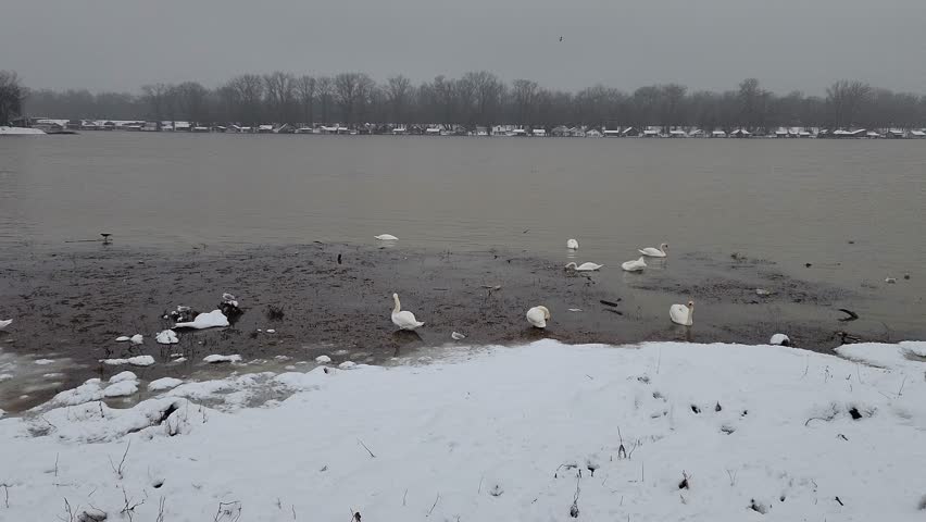 Swans and other birds in a river with snow on riversides.