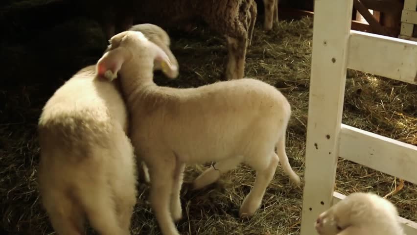 Threeo young lambs cuddle closely inside a wooden barn, showing gentle behavior and soft wool textures. A heartwarming farm animal scene capturing comfort, bonding, and the peaceful atmosphere of rural life and domestic animal care.