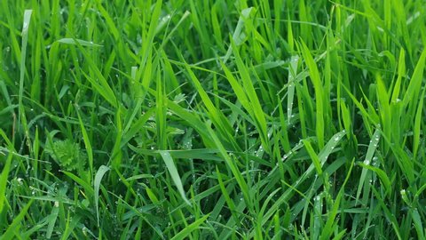 Fresh Green Grass with Drops of Dew. Spring Nature Background Arkivvideo