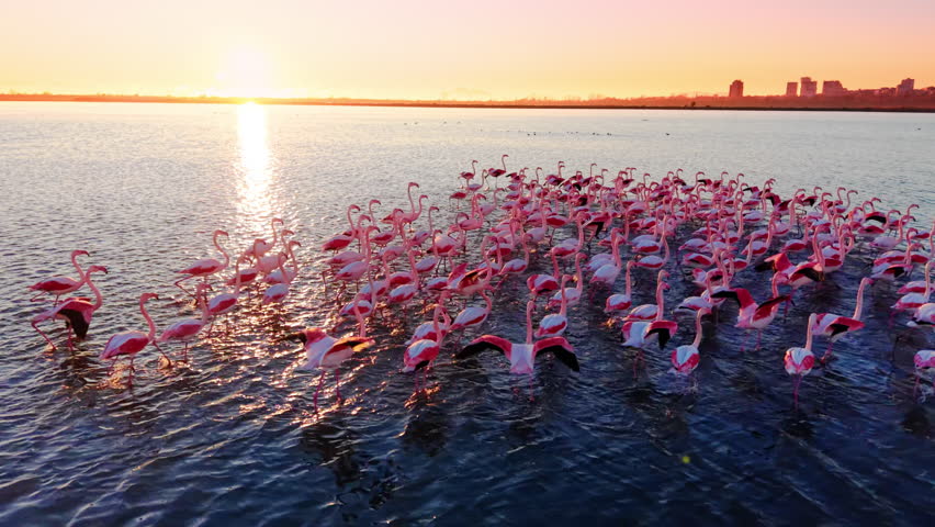 Flamingos moving through the water, some with wings spread, under a glowing sunrise. Sky with gradient of yellow and pink, reflecting softly on the rippling water surface.