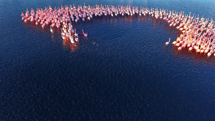 Aerial view of hundreds of flamingos gathered in a large, curved formation on a vast body of water. Deep blue salt water.