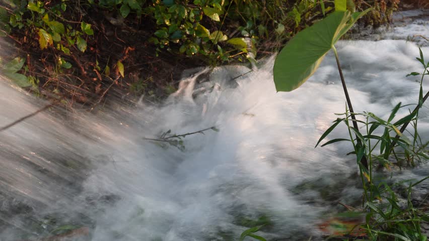 Rapid Stream Through Lush Green Vegetation