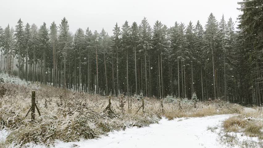 A serene winter landscape with a snow-covered path winding through a frosty meadow. Tall evergreen trees stand under a gray sky as gentle snowflakes fall, creating a tranquil, peaceful scene.