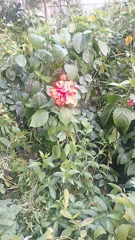 Orange Hibiscus Flower Blooming in Garden, Vibrant Tropical Floral Video