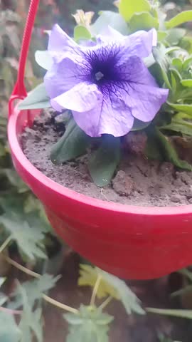 Purple Petunia Flower Blooming Close Up
