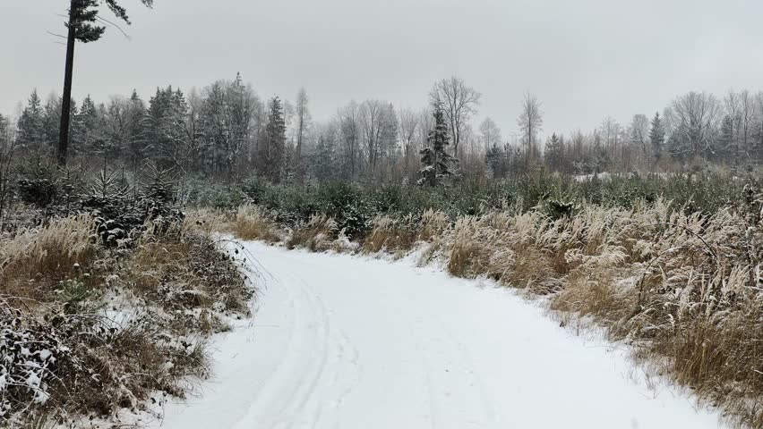 A serene winter landscape with a snow-covered path winding through tall, frosty grasses. Bare trees and evergreens frame the scene under a cloudy sky, creating a peaceful, quiet atmosphere in the coun