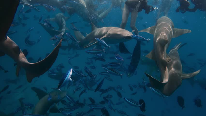 A group of nurse sharks glides in the sea, accompanied by a swarm of fish. The tropical sea environment is rich in biodiversity.