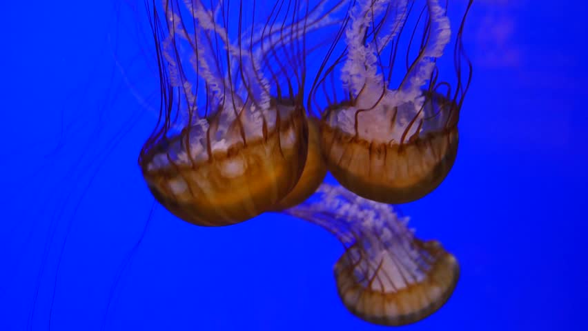 Cinematic 4K footage of Pacific Sea Nettle jellyfish (Chrysaora fuscescens) swimming gracefully against a deep blue background. Close up detail of orange tentacles