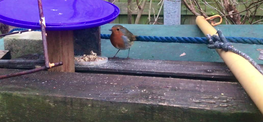 Natural habitat feeding station for the beautiful European Robin. Such sweet friendly birds that come to you. The pleasure of the Robin. Has been said it’s the return of a loved one looking over you. I so wish. 
