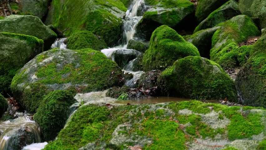 mountain stream running through rocks covered with moss in the spring forest. Highest detail. Live sound.
