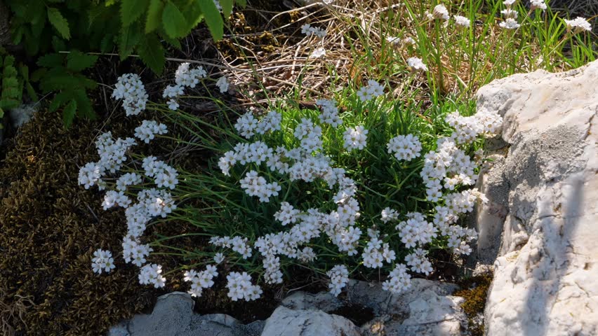 Footage capturing a beautiful, rugged mountain landscape in the Southern Urals, Russia. The foreground features large, light-colored rocks and a solitary green pine tree, while the background showcase