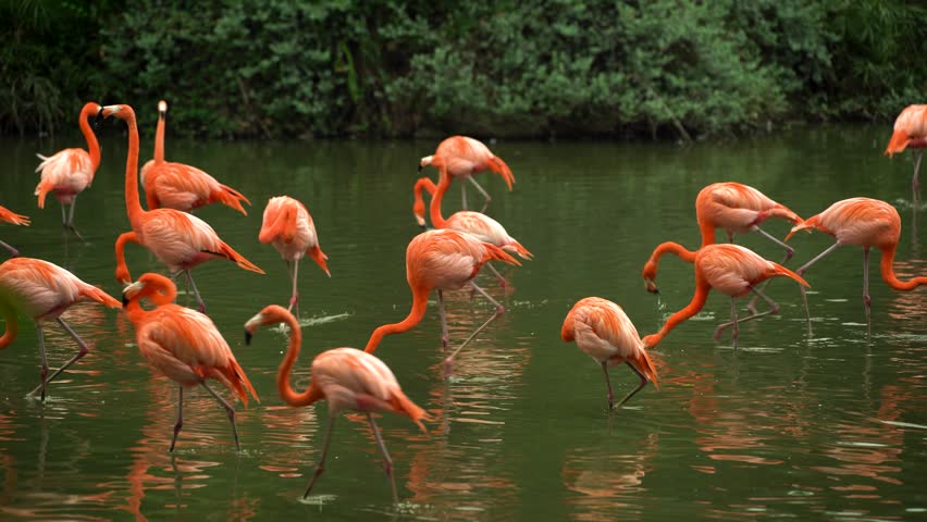 Pink flamingos in a pond walk on the water