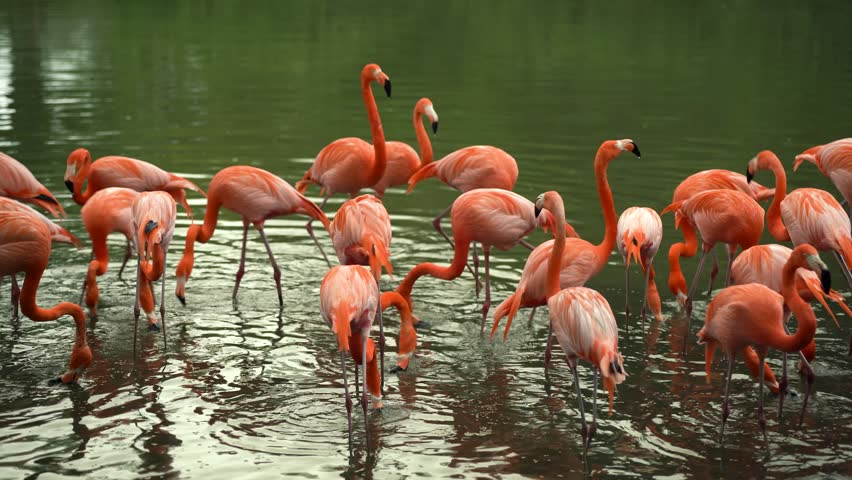 A large number of pink flamingos are drinking in a pond