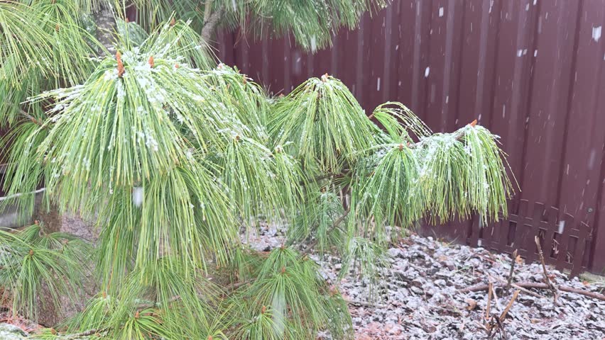 Winter returned in the middle of spring. It is snowing heavily with large snowflakes. Snow covers mulch on flower beds, ornamental trees and bushes. Abnormal precipitation