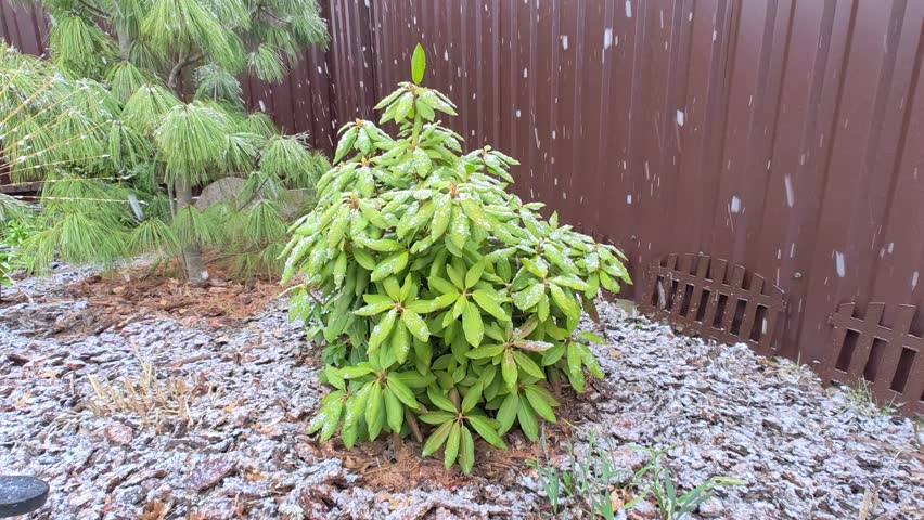 Winter returned in the middle of spring. It is snowing heavily with large snowflakes. Snow covers ornamental bushes, trees and mulch in the flower bed. Abnormal precipitation